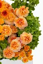 2023-06-12_BLISS_03-5.webp