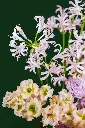 15.webp