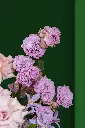 13.webp
