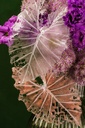 MAHALABIA LAVENDER DELIGHT