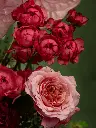 Bliss-1725.webp