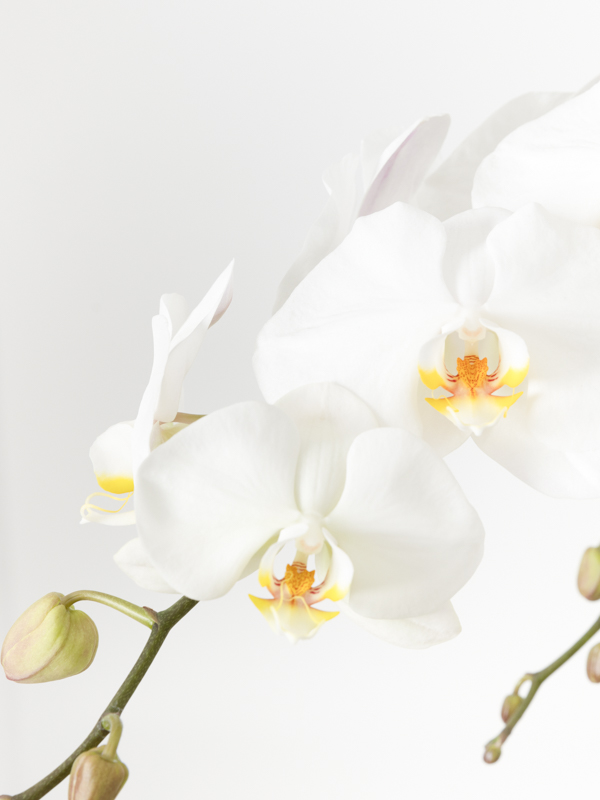 white-orchid-gold-pot