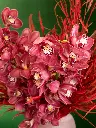 Bliss-shoot-073.webp