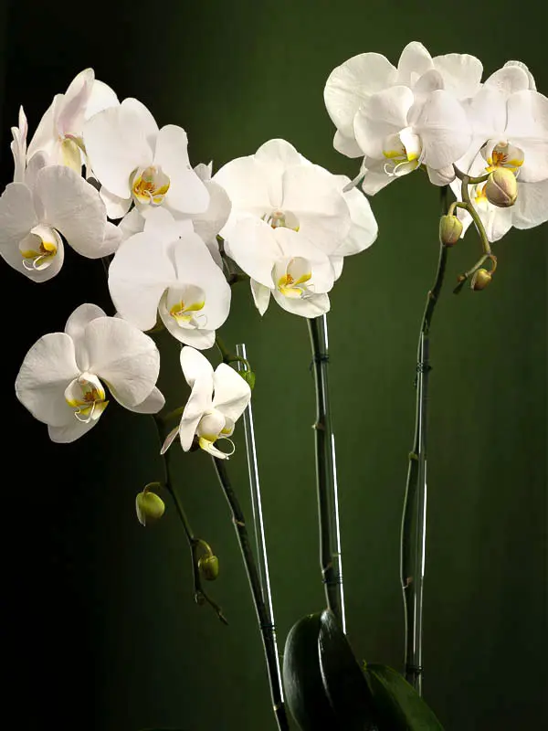 Bliss-2076.webp