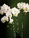 Bliss-2076.webp