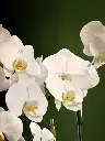 Bliss-2078.webp