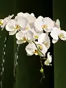 Bliss-2051.webp