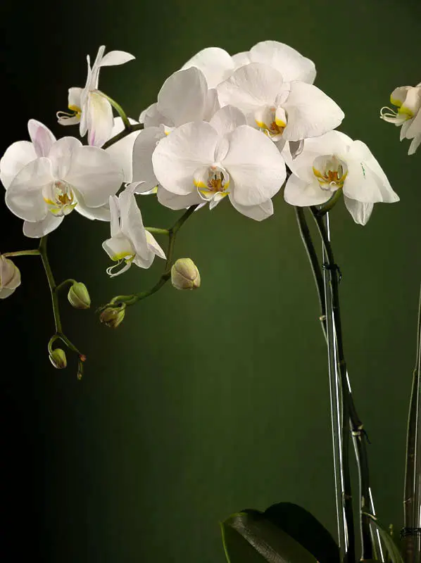Bliss-2052.webp