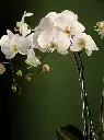 Bliss-2052.webp