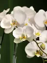 Bliss-2046.webp