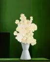 VANILLA ELBA