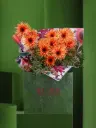 كاكتوس كريم سوربيه