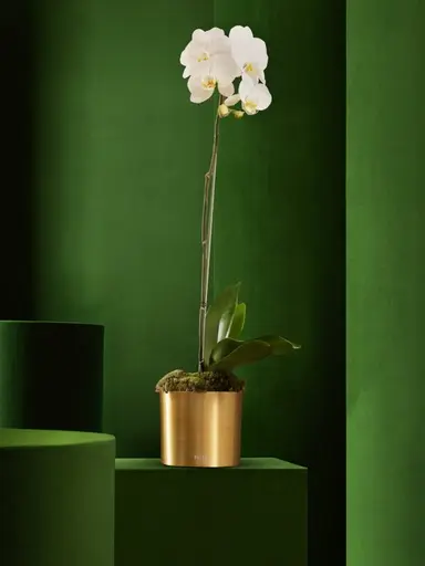 كيك جوز الهند المزدوج